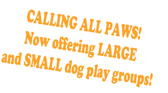 CALLING ALL PAWS!
Now offering LARGE
and SMALL dog play groups!